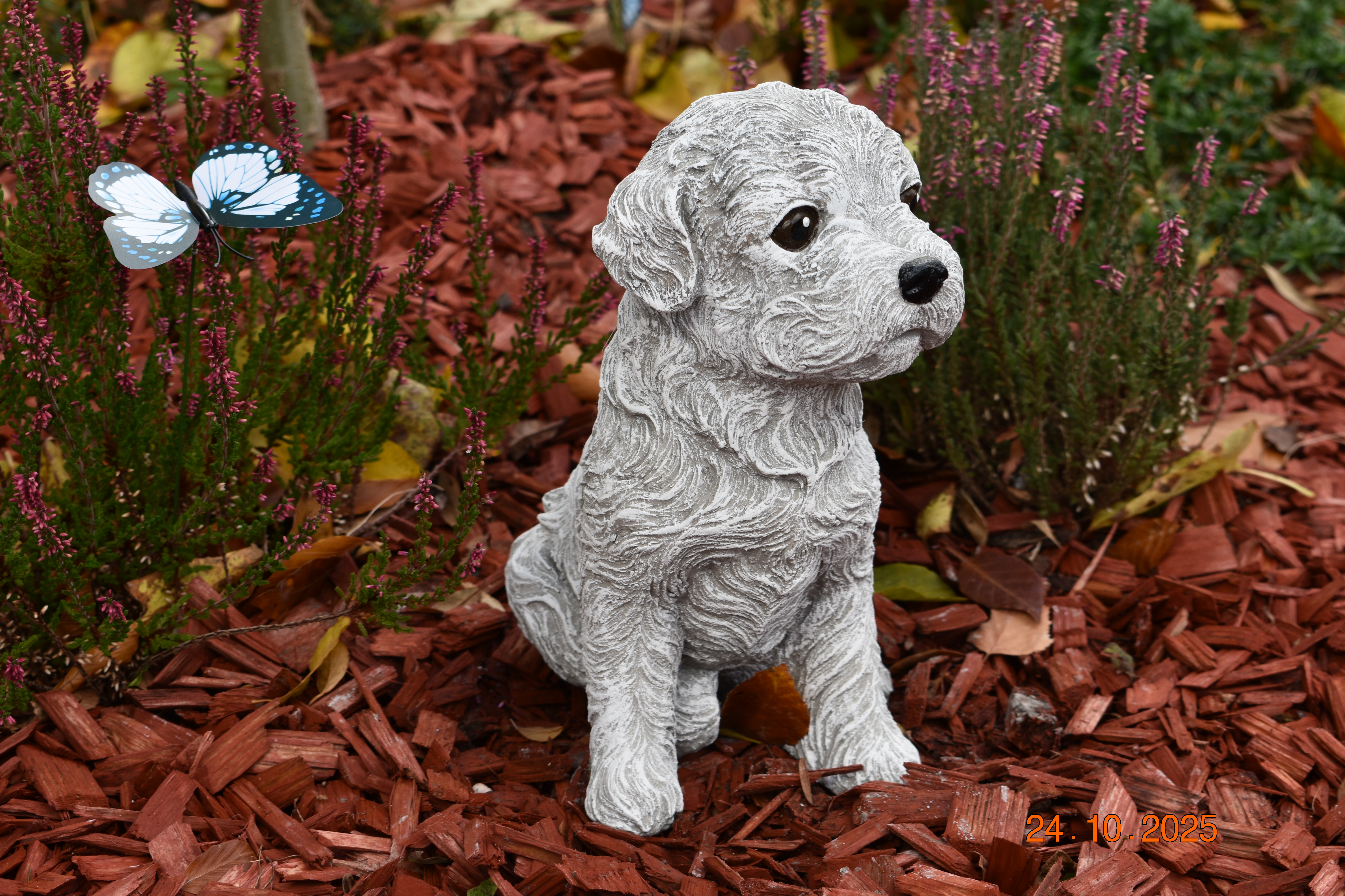 Großer Malteser, lebensecht, "Henny"