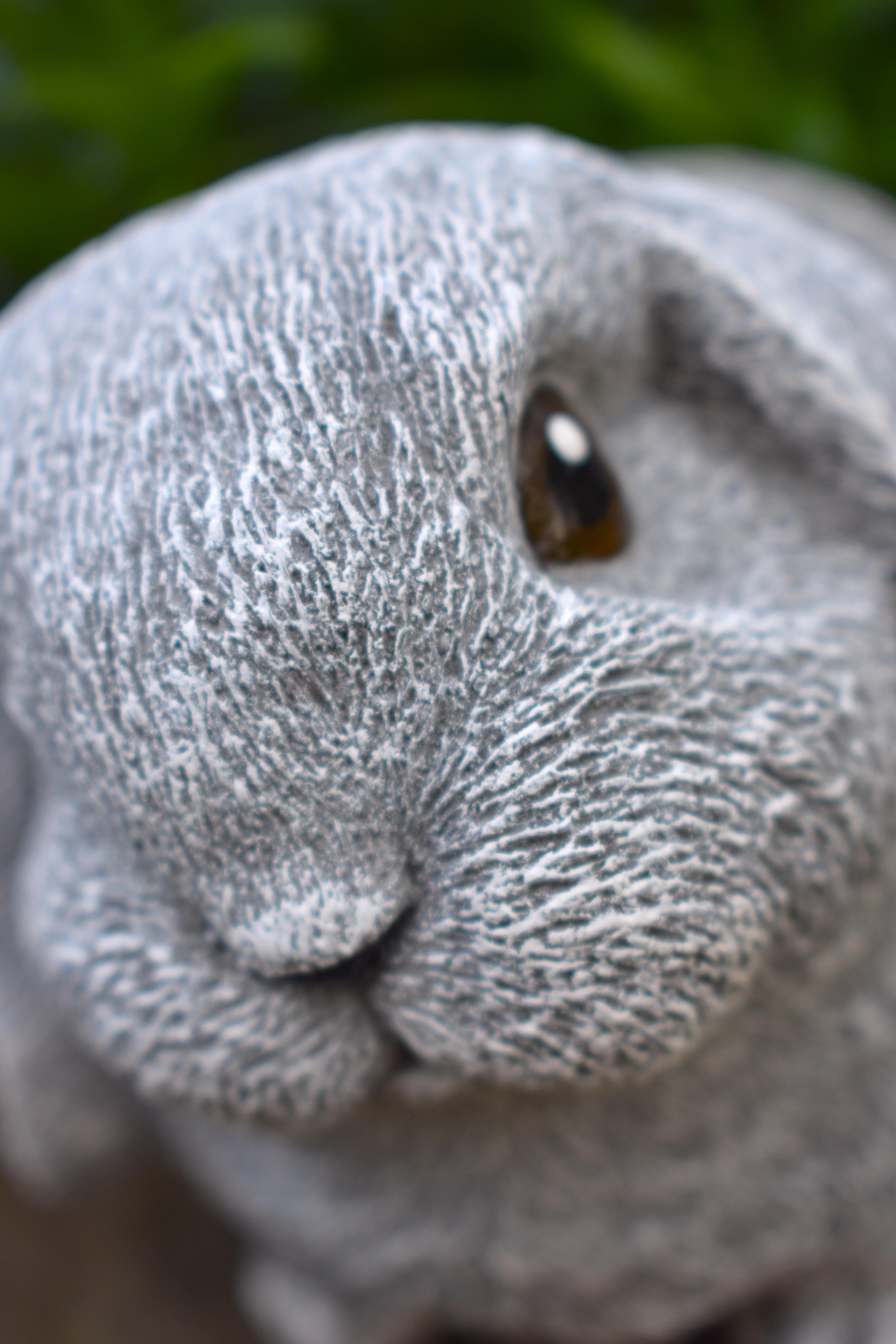 Kaninchen Hase "Schlappohr" Zwergwidder