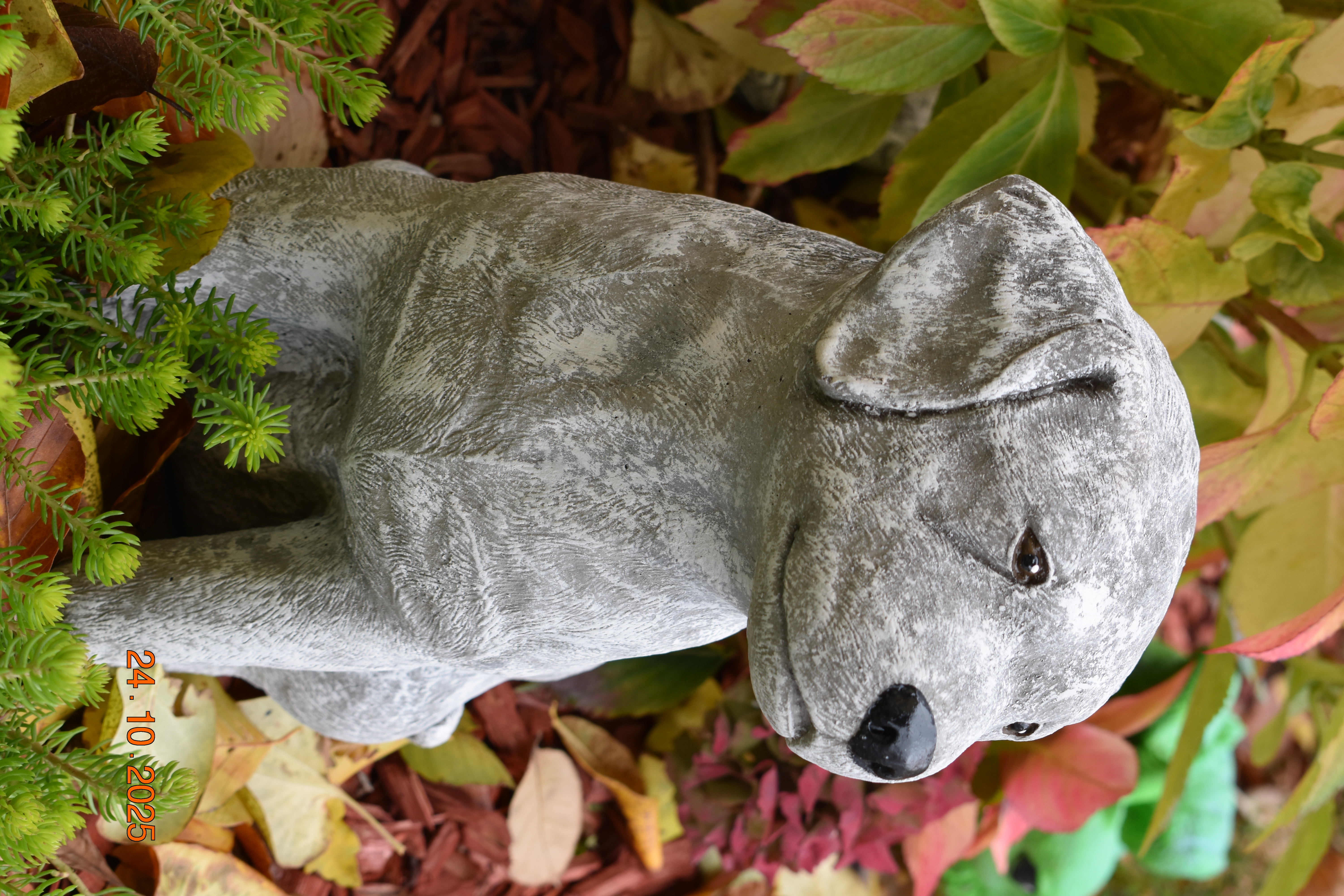 Großer Labrador "Mara"