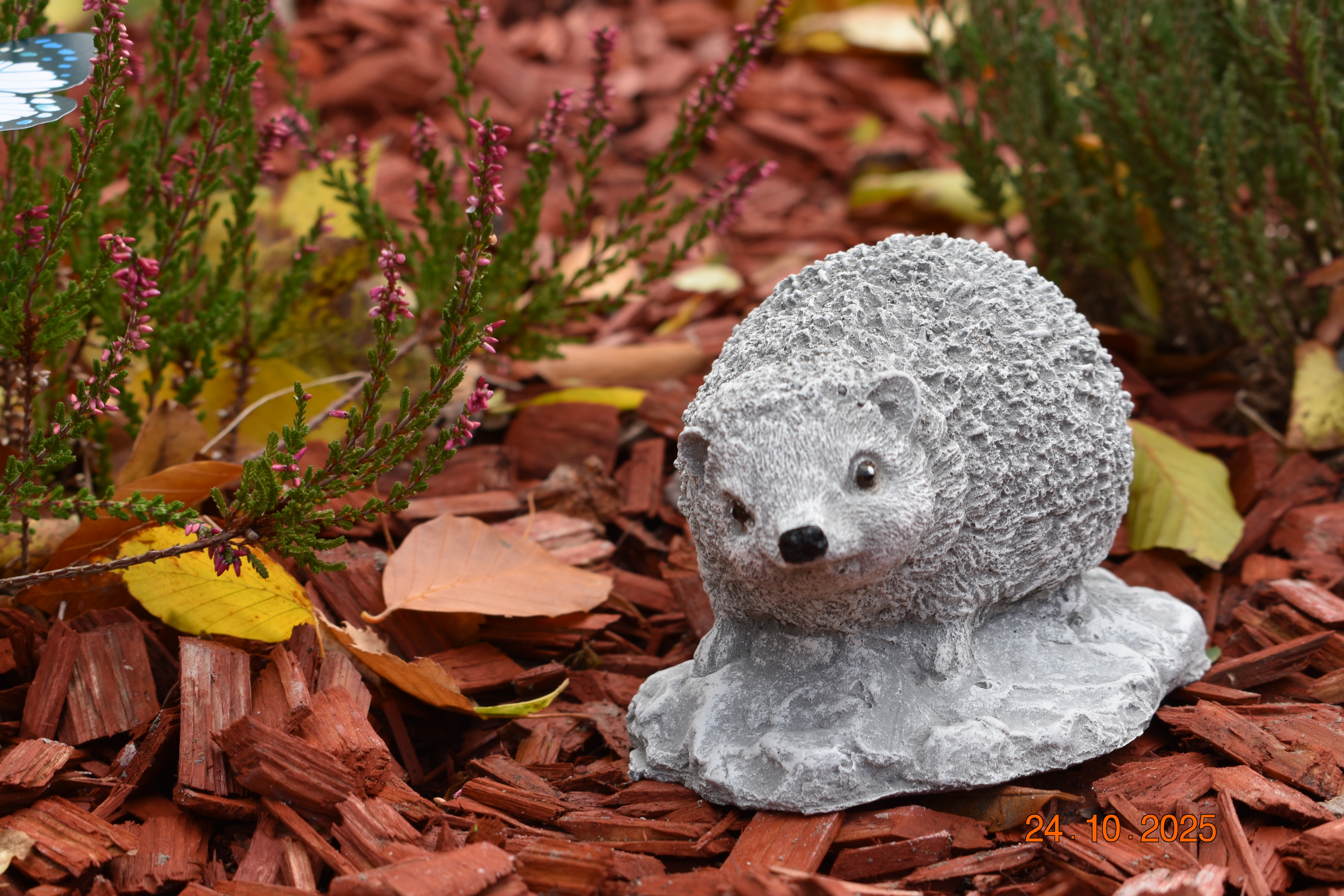 Baby Igel 
