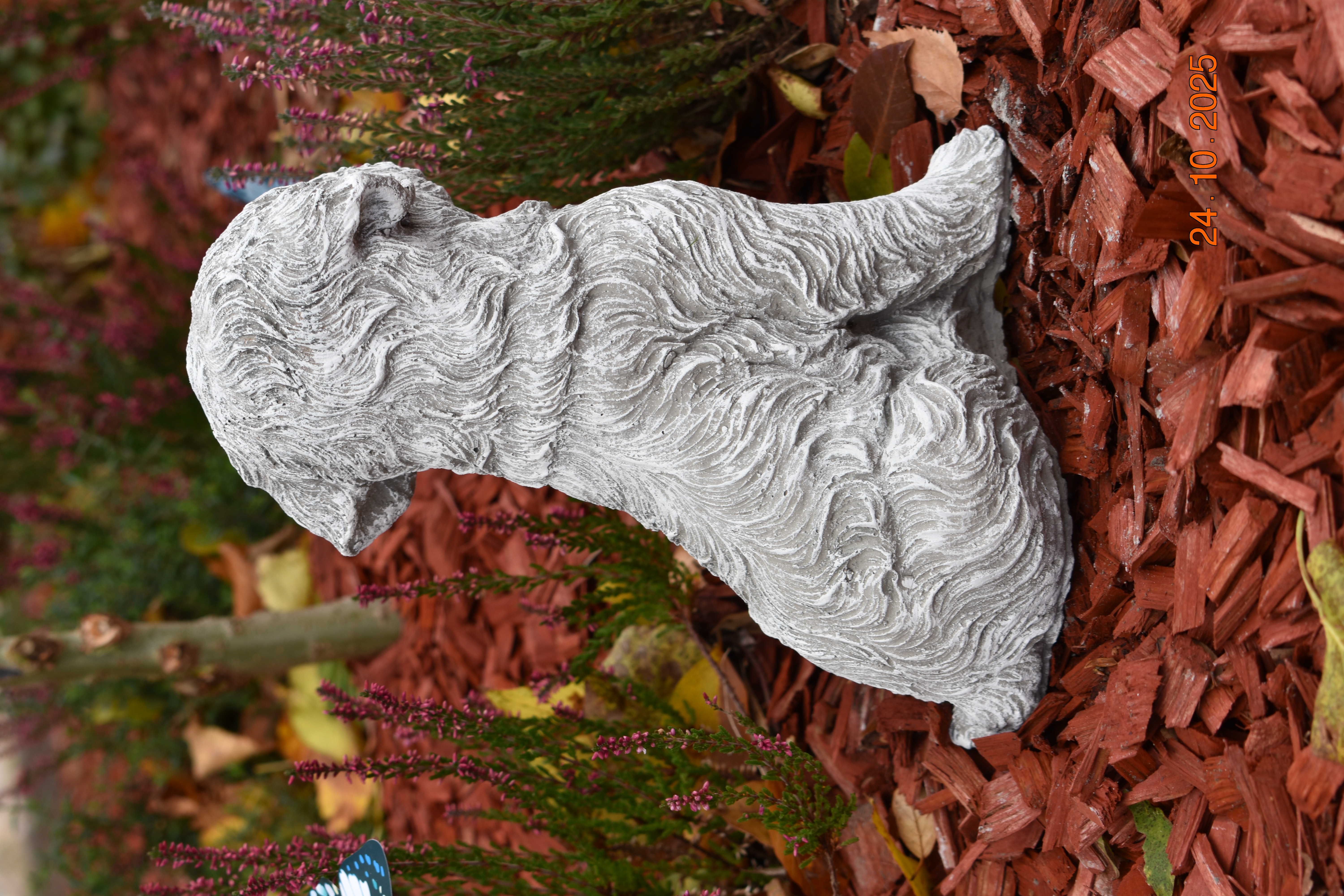 Großer Malteser, lebensecht, "Henny"